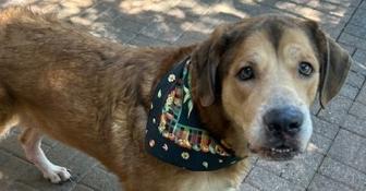 Enlarge Marigold, a Adoptable mixed breed in Richardson, TX image 2/6