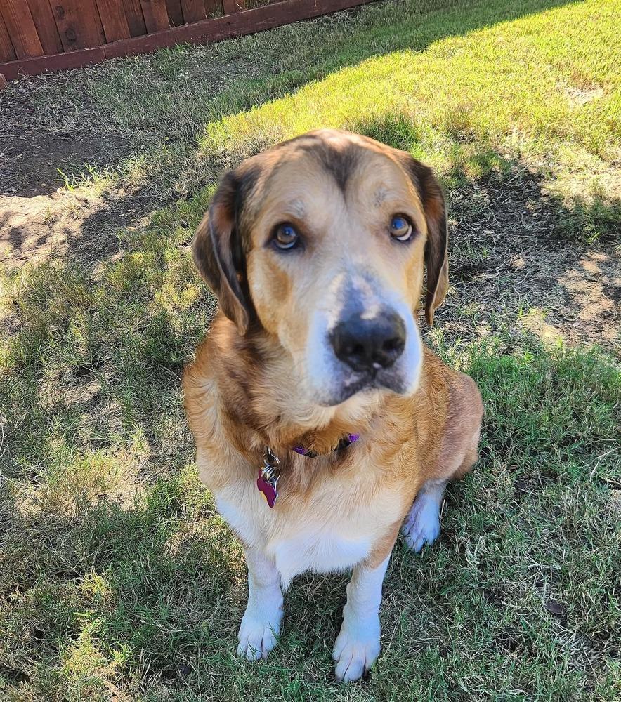 Enlarge Marigold, a Adoptable mixed breed in Richardson, TX image 2/4