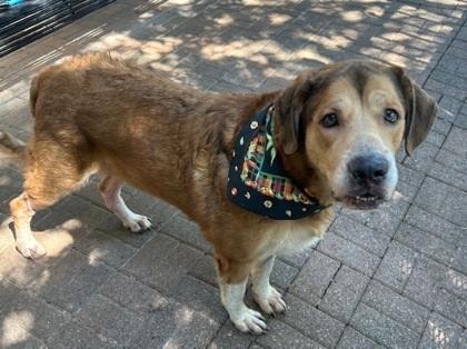 Enlarge Marigold, a Adoptable mixed breed in Richardson, TX image 3/4