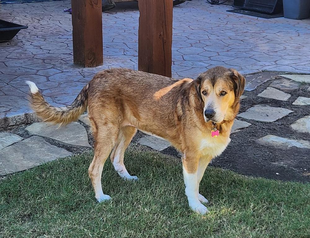 Enlarge Marigold, a Adoptable mixed breed in Richardson, TX image 4/4