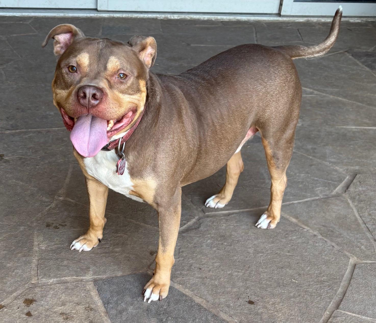 Enlarge Phoenix, a Adoptable mixed breed in Chatham, IL image 4/5