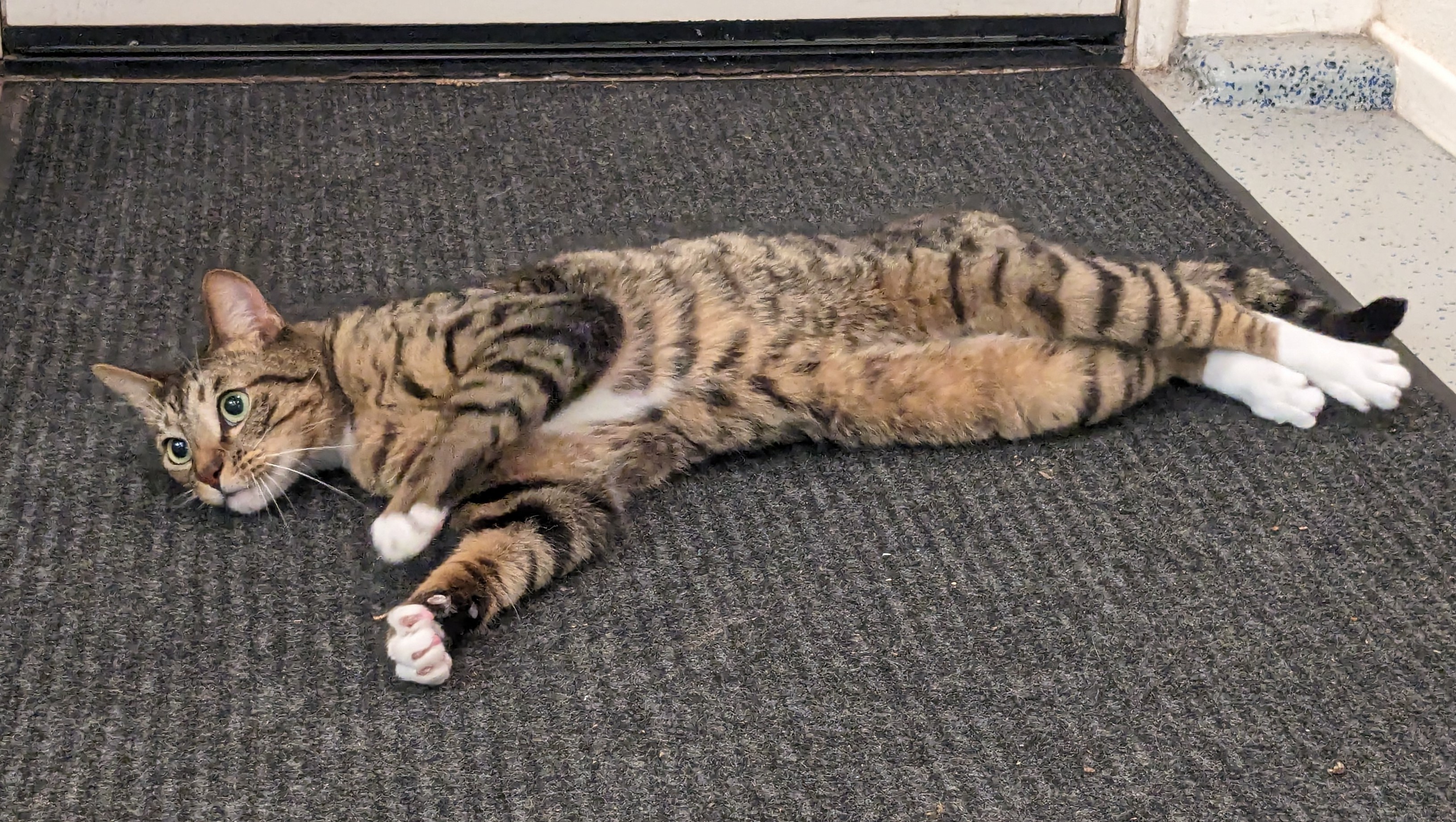 Watson and Crick, a Adopted Tabby in Sacramento, CA image 3/4