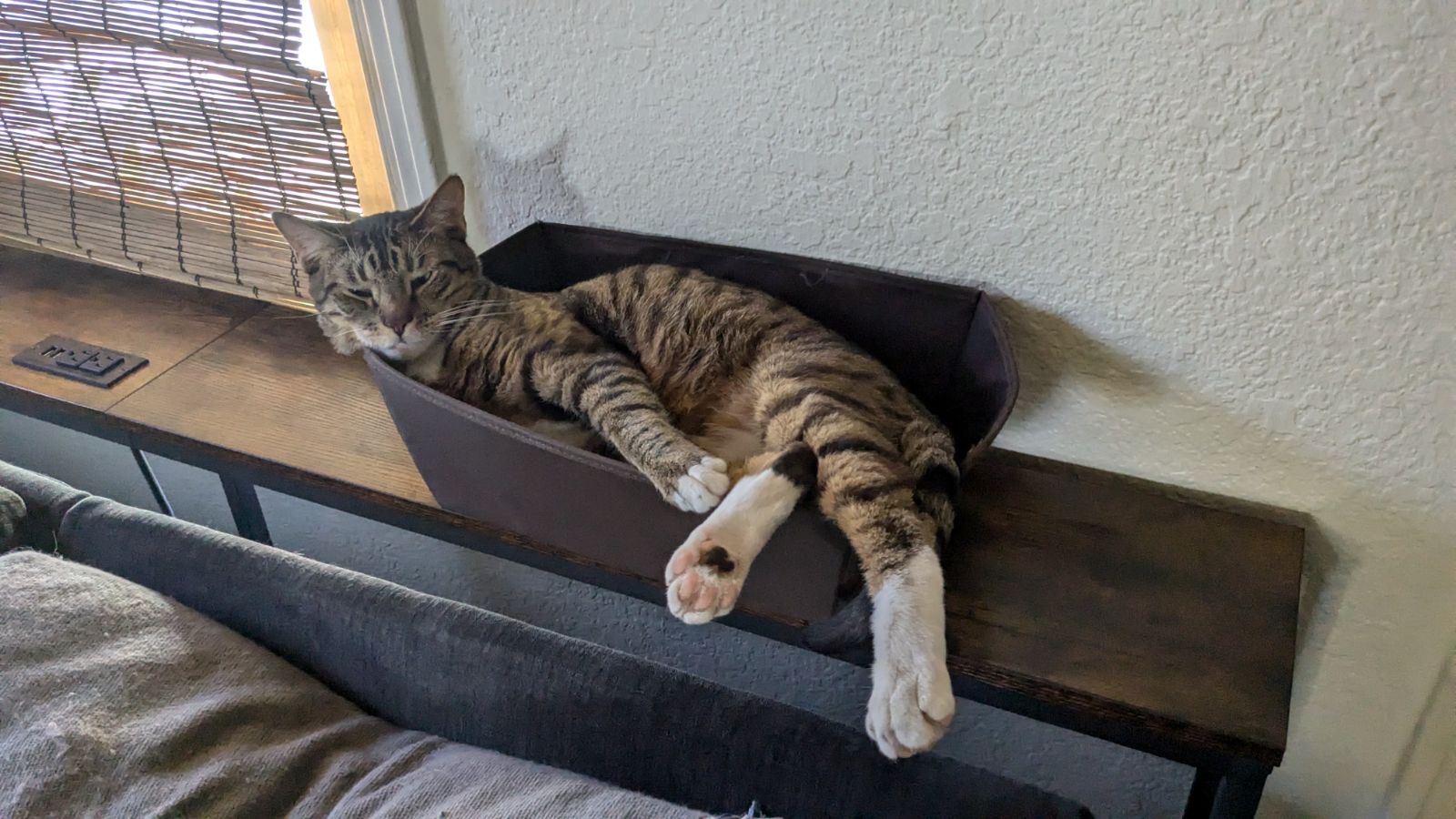 Watson and Crick, a Adopted Tabby in Sacramento, CA image 4/4