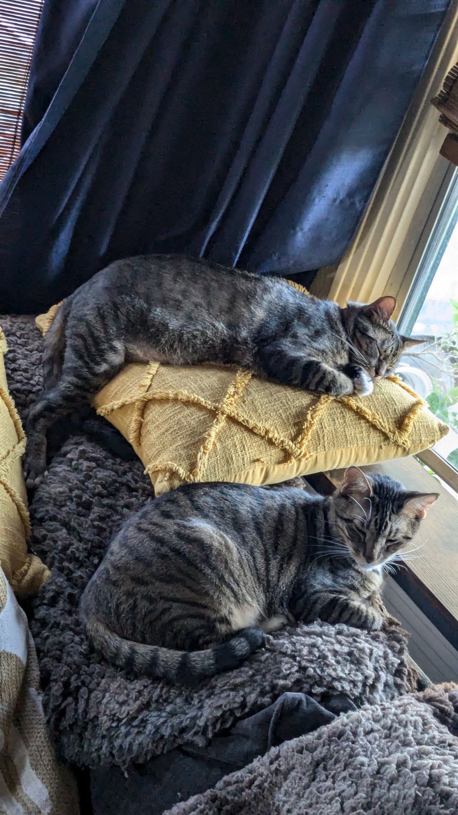 Watson and Crick, a Adopted Tabby in Sacramento, CA image 2/4
