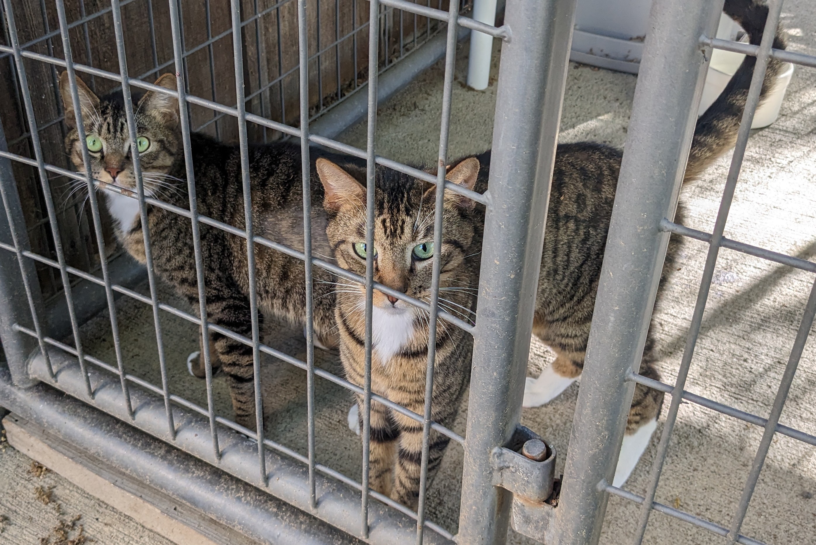 Watson and Crick, a Adopted Tabby in Sacramento, CA image 1/4