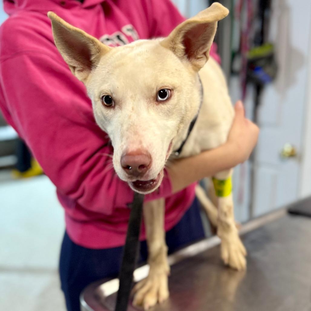 Zola, Adoptable, Puppy Female Husky.