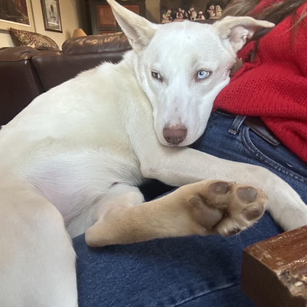 Enlarge Zola, a Adoptable mixed breed in West Chester, PA image 2/6