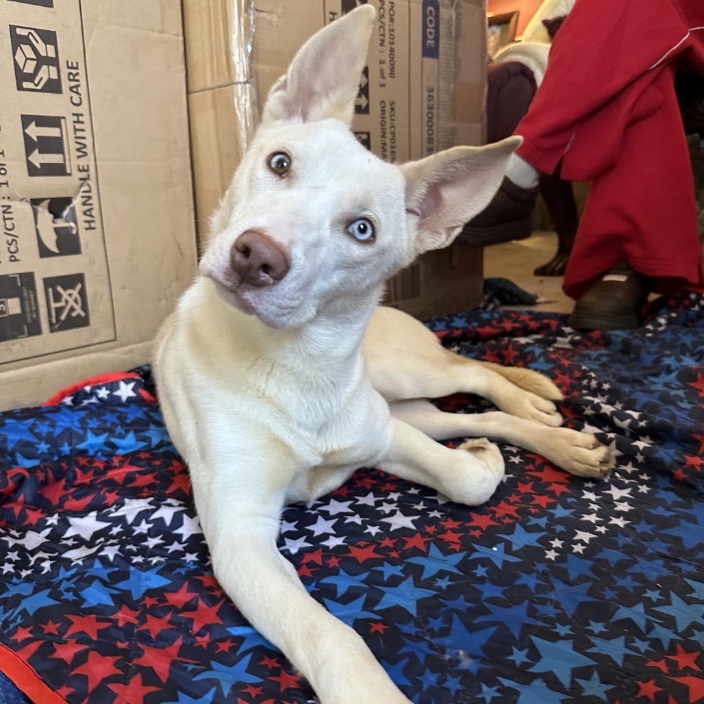 Enlarge Zola, a Adoptable mixed breed in West Chester, PA image 4/6