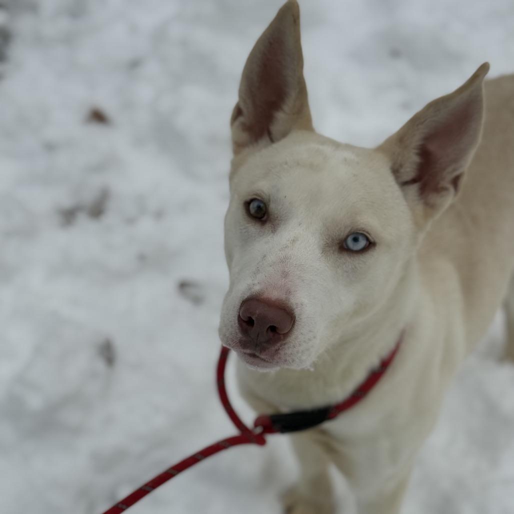 Zola, a Adoptable Husky in West Chester, PA image 3/4