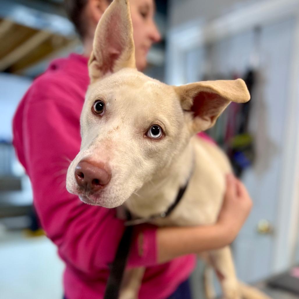 Zola, a Adoptable Husky in West Chester, PA image 4/4