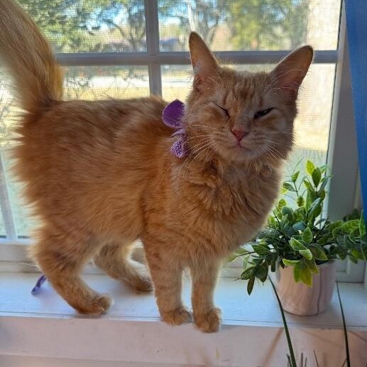 Stevie Wonderful — thumbnail 5