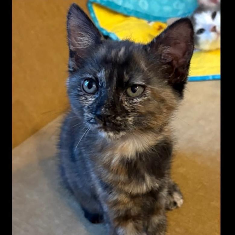 Enlarge Spice, a Adoptable Domestic Short Hair in Orangevale, CA image 1/1
