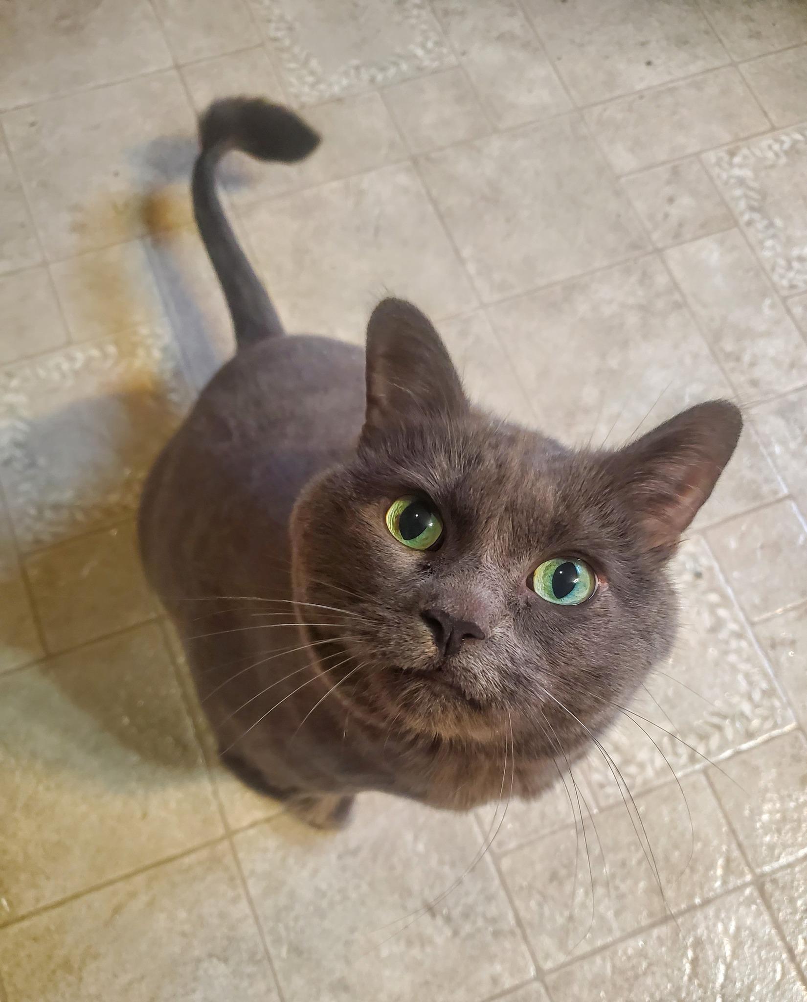 Styx, Senior Female unknown