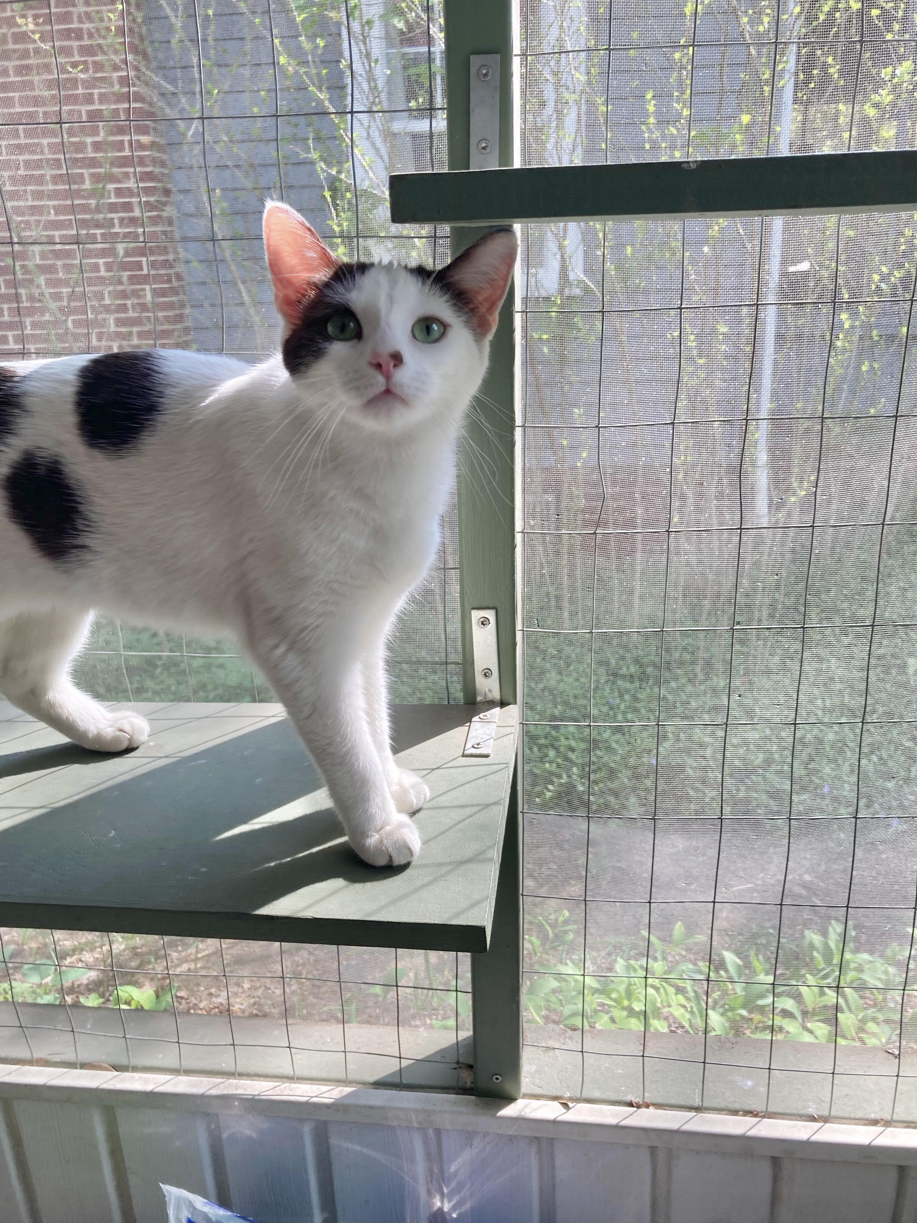 Enlarge SweeTart, a ADOPTABLE Domestic Short Hair in Pickerington, OH image 6/6