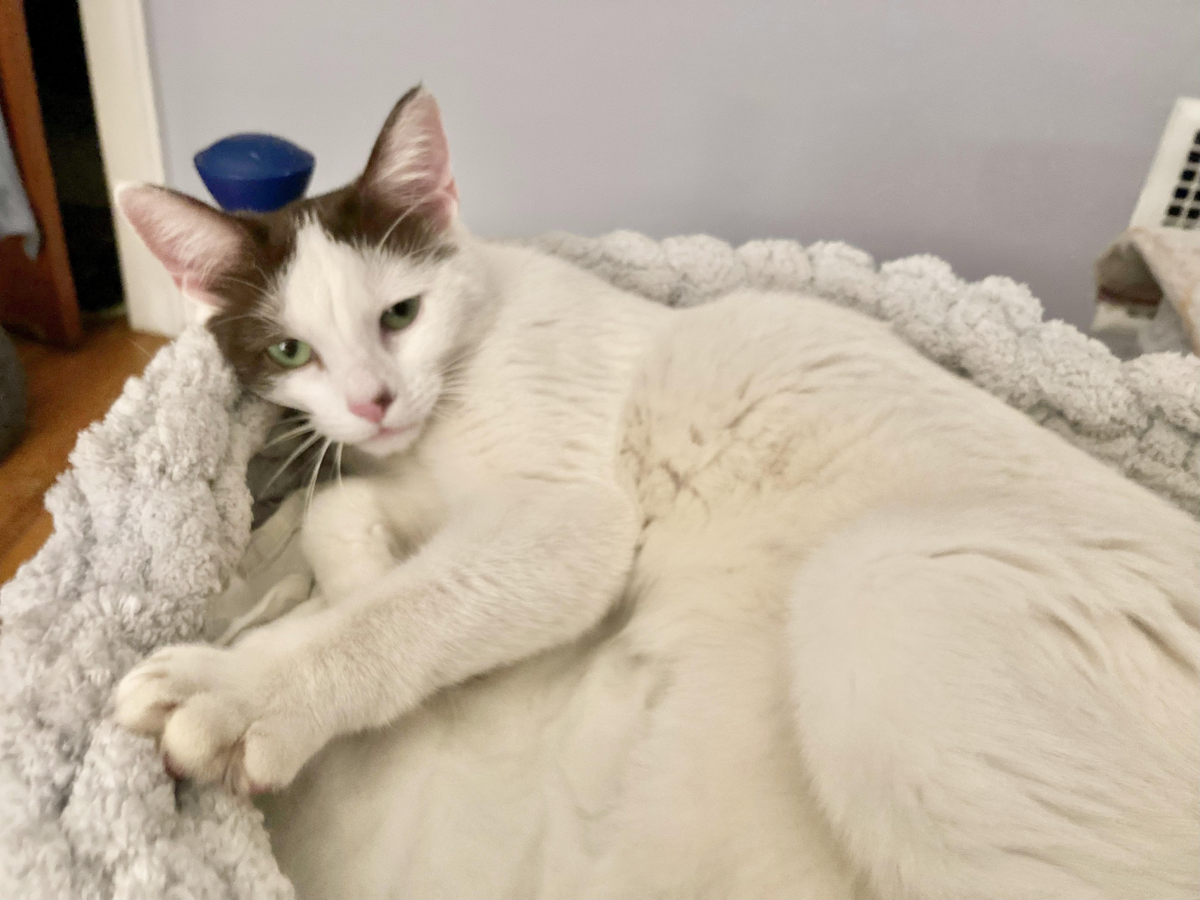 Enlarge SweeTart, a ADOPTABLE Domestic Short Hair in Pickerington, OH image 5/6