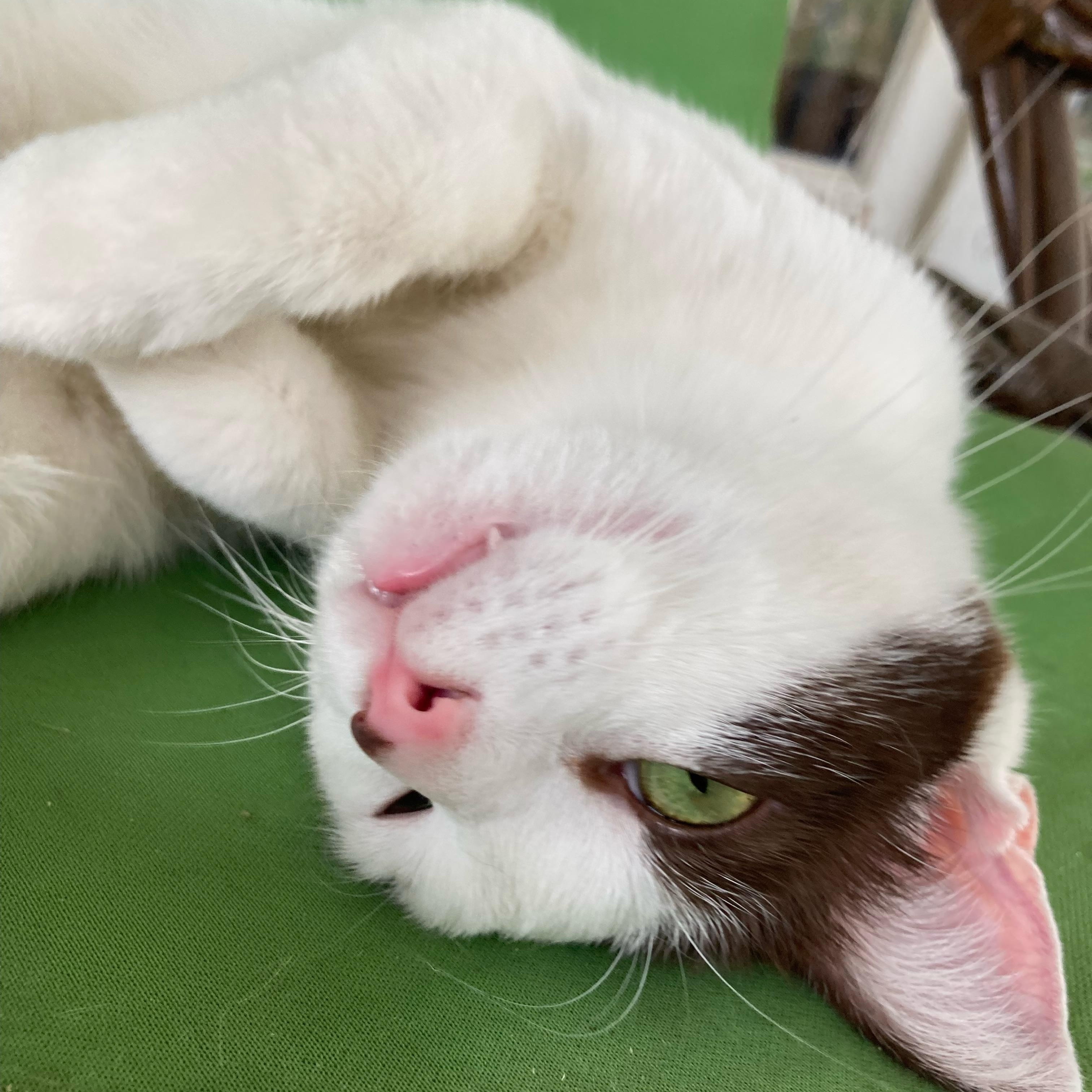 Enlarge SweeTart, a ADOPTABLE Domestic Short Hair in Pickerington, OH image 4/6