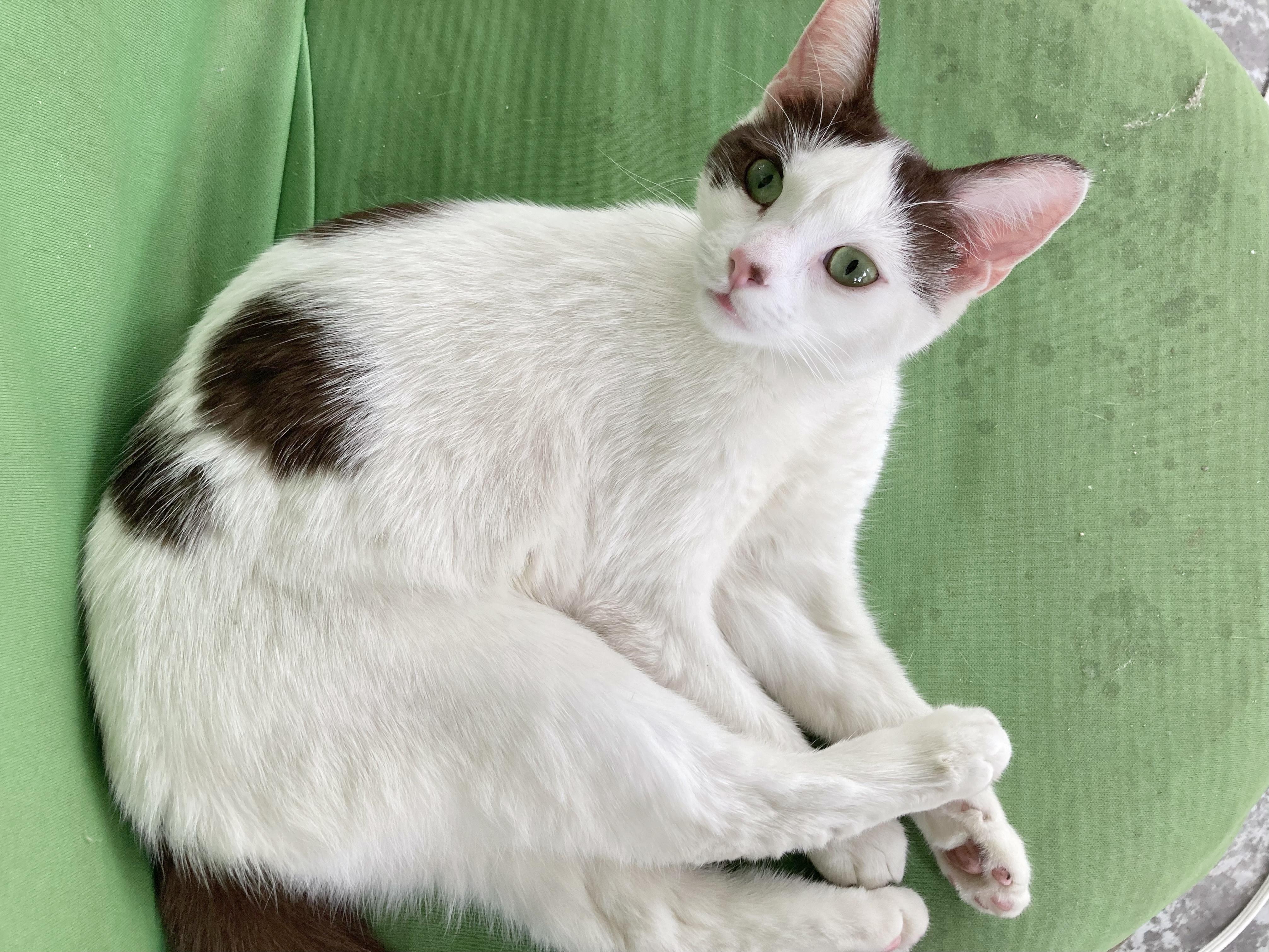 Enlarge SweeTart, a ADOPTABLE Domestic Short Hair in Pickerington, OH image 1/6