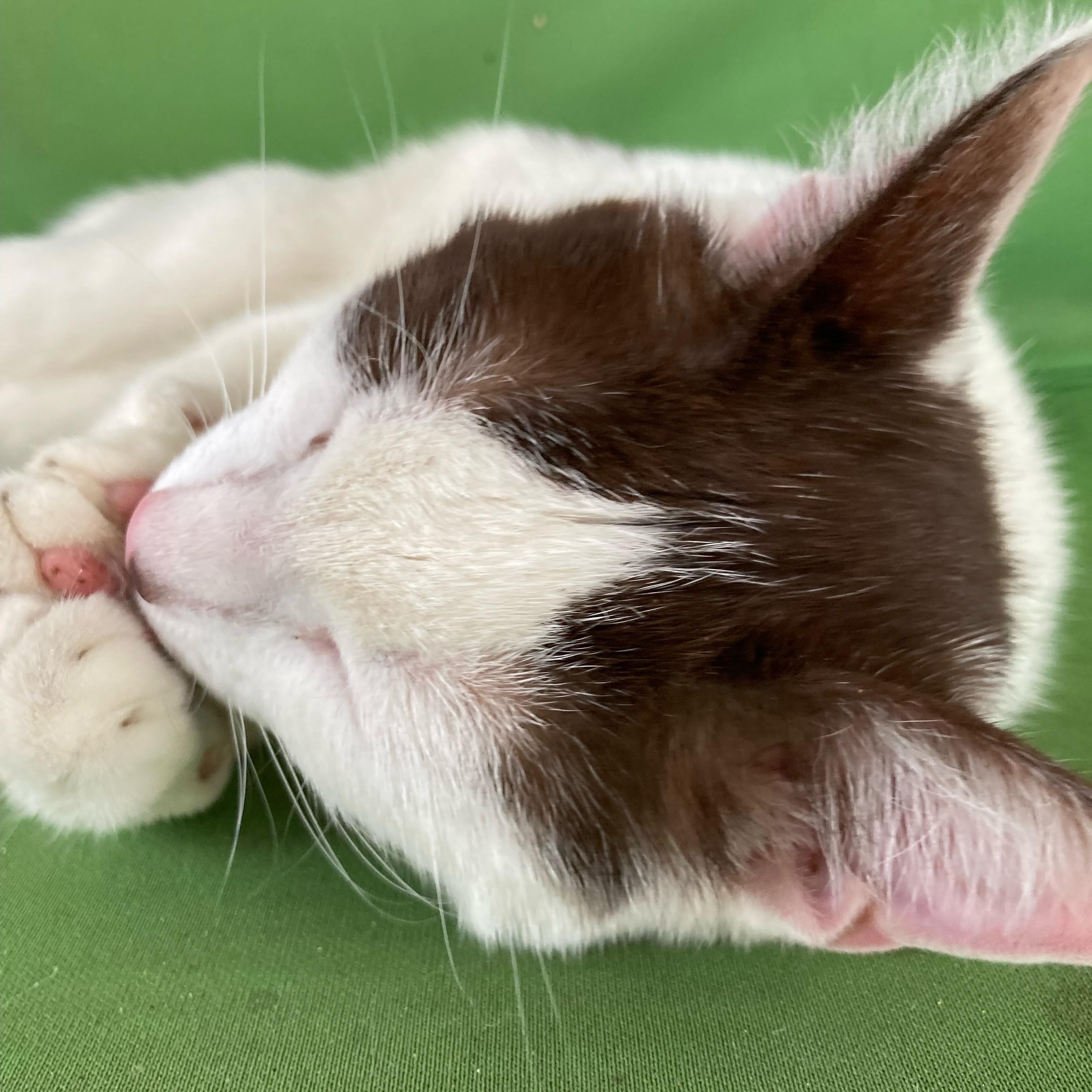 Enlarge SweeTart, a ADOPTABLE Domestic Short Hair in Pickerington, OH image 3/6