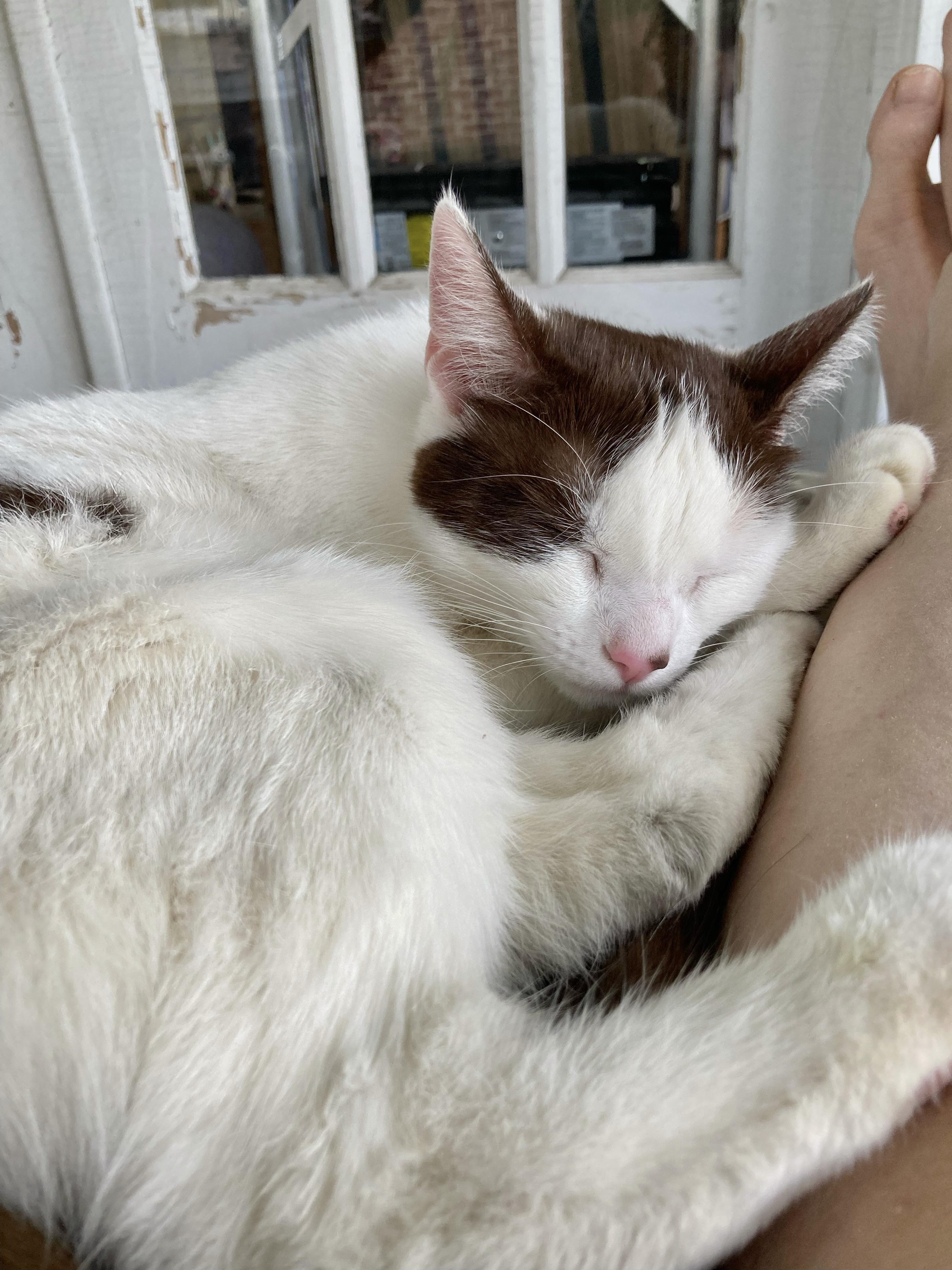 Enlarge SweeTart, a ADOPTABLE Domestic Short Hair in Pickerington, OH image 2/6