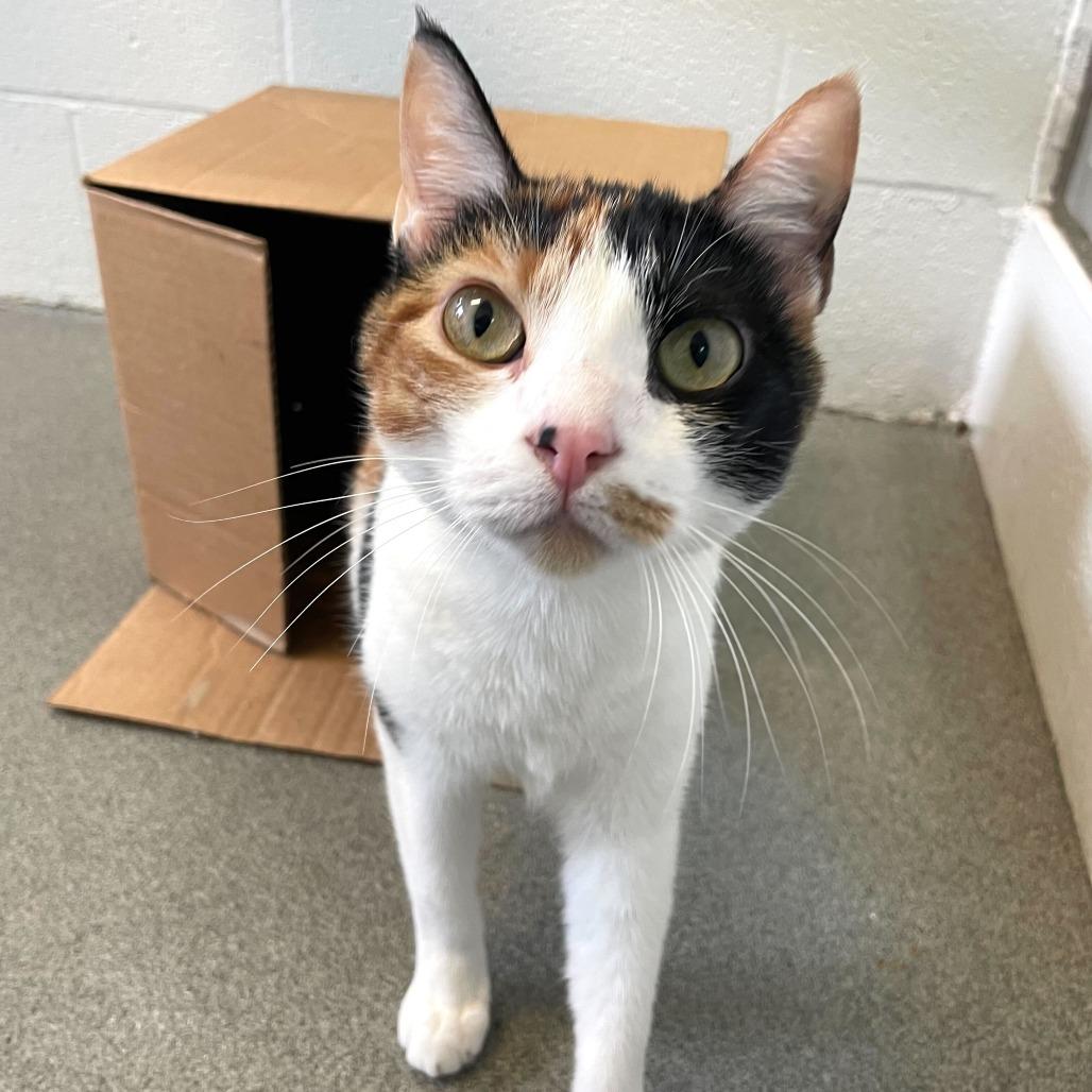 Bean Melody, Adoptable, Young Female Domestic Short Hair.