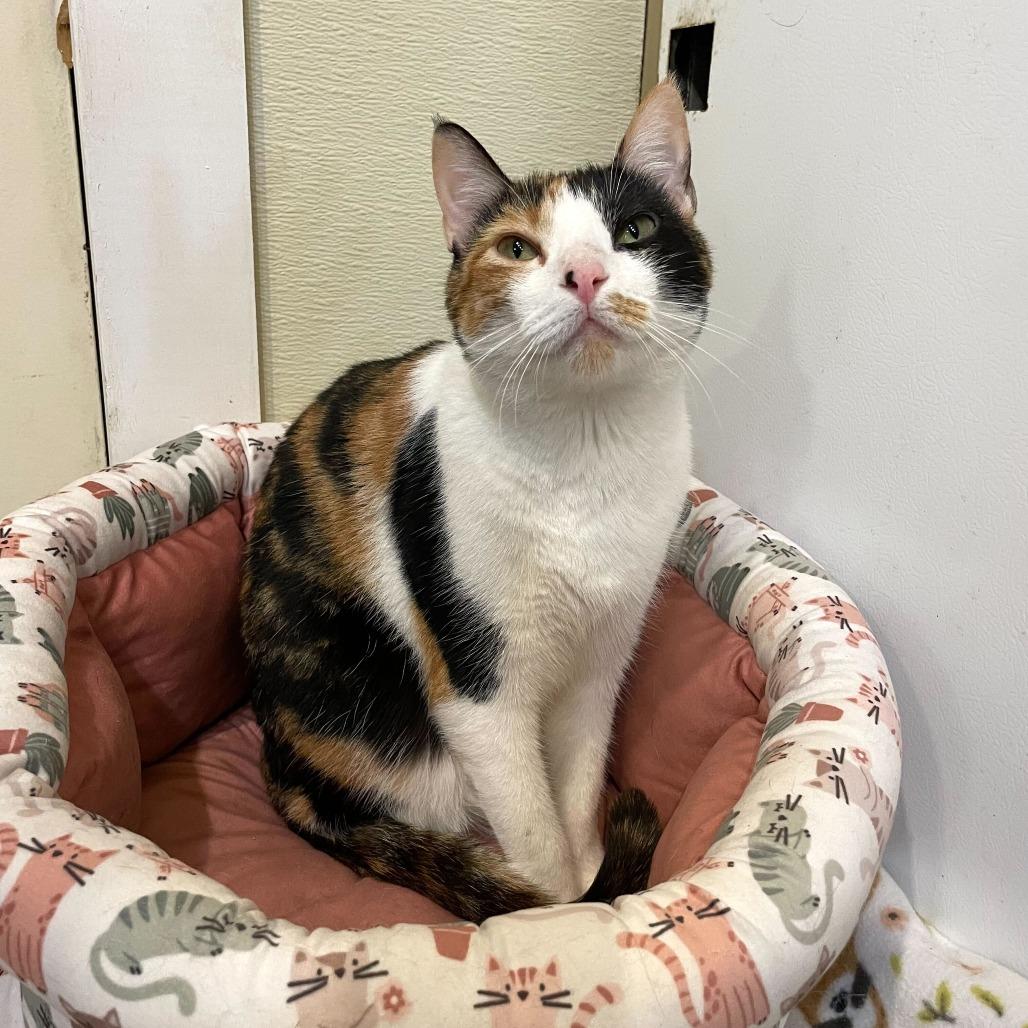 Enlarge Bean Melody, a Adoptable Domestic Short Hair in Carencro, LA image 2/6