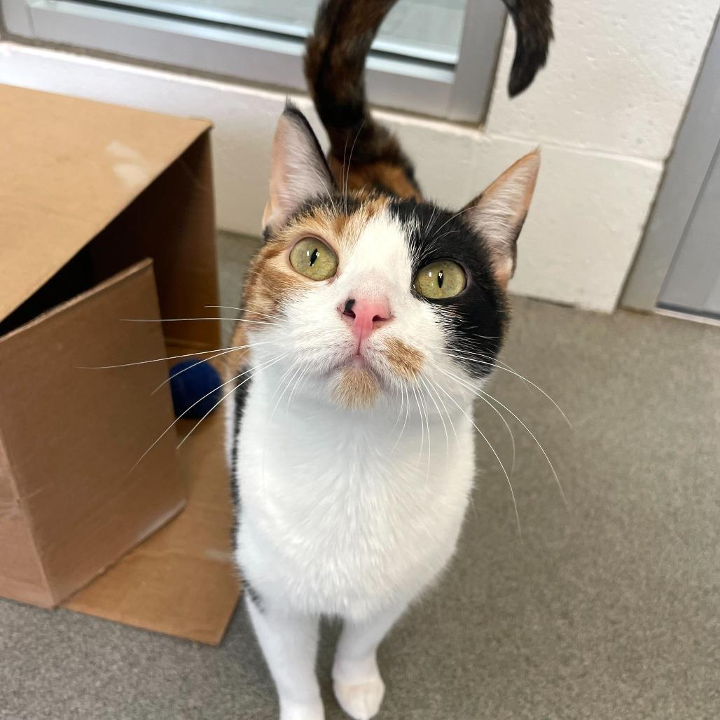 Enlarge Bean Melody, a Adoptable Domestic Short Hair in Carencro, LA image 2/4