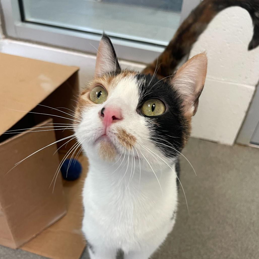 Enlarge Bean Melody, a Adoptable Domestic Short Hair in Carencro, LA image 3/4