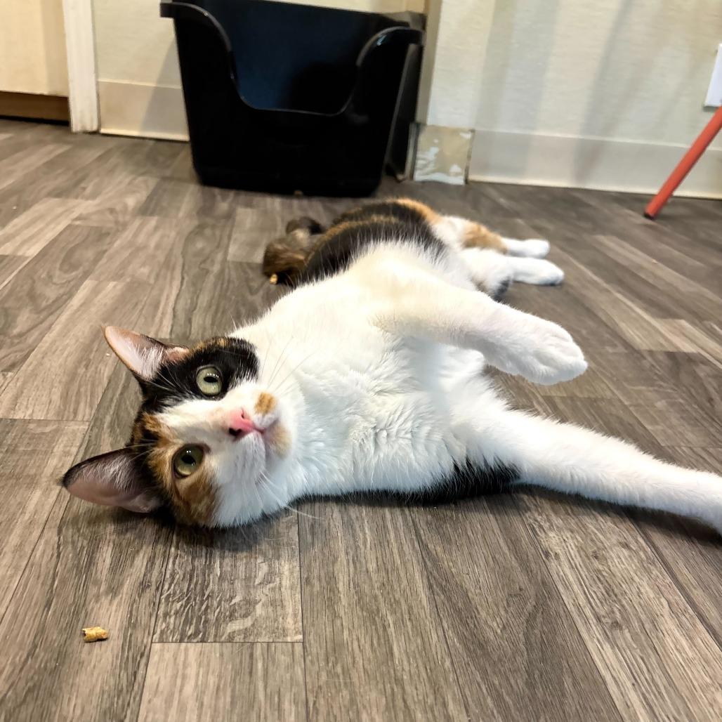 Enlarge Bean Melody, a Adoptable Domestic Short Hair in Carencro, LA image 5/6