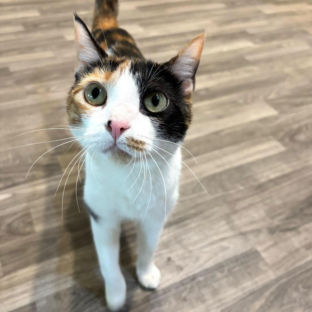 Enlarge Bean Melody, a Adoptable Domestic Short Hair in Carencro, LA image 6/6