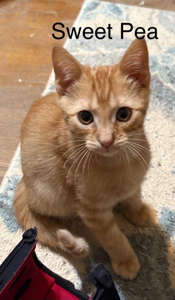 Sweet Pea, Adoptable, Kitten Male Domestic Medium Hair.