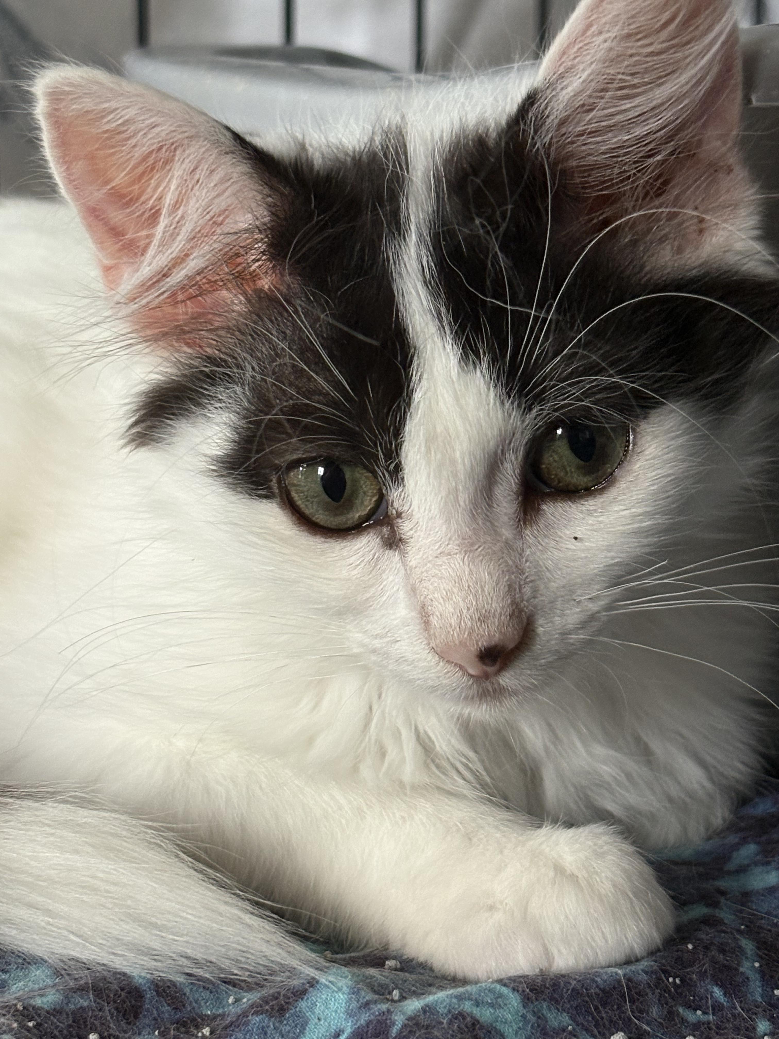 Enlarge Rose, a Adoptable Domestic Medium Hair in Warminster, PA image 4/5