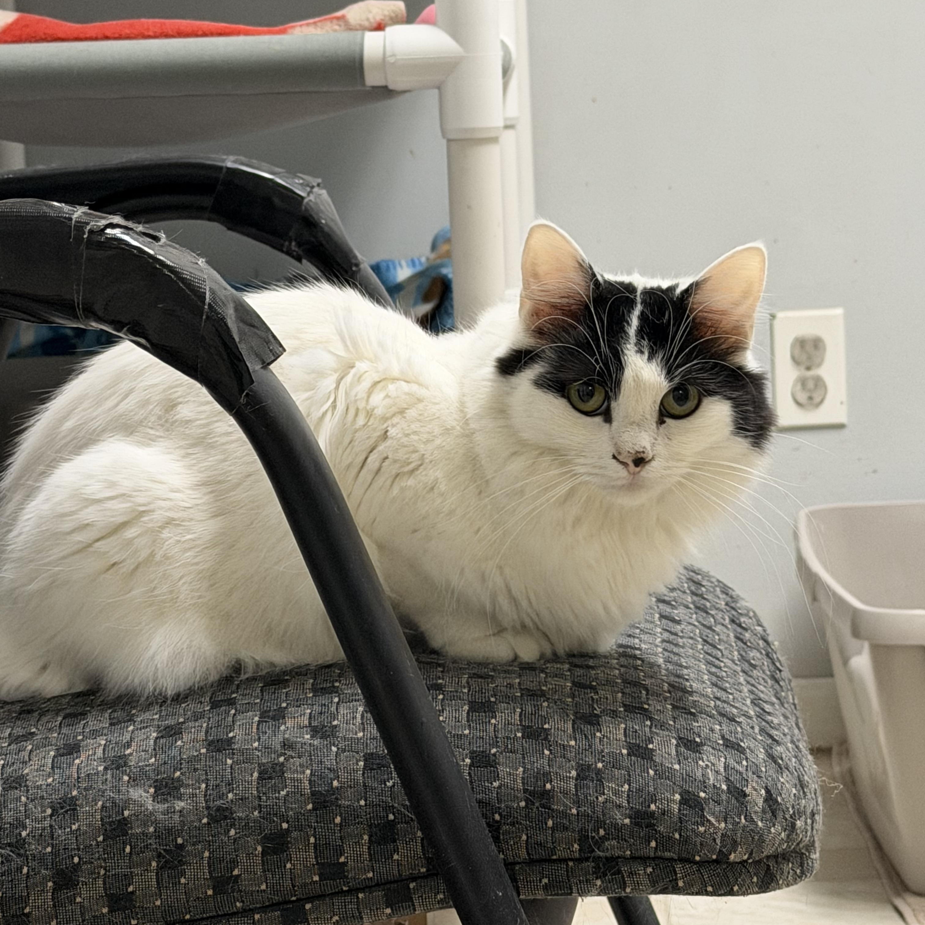 Enlarge Rose, a Adoptable Domestic Medium Hair in Warminster, PA image 1/5