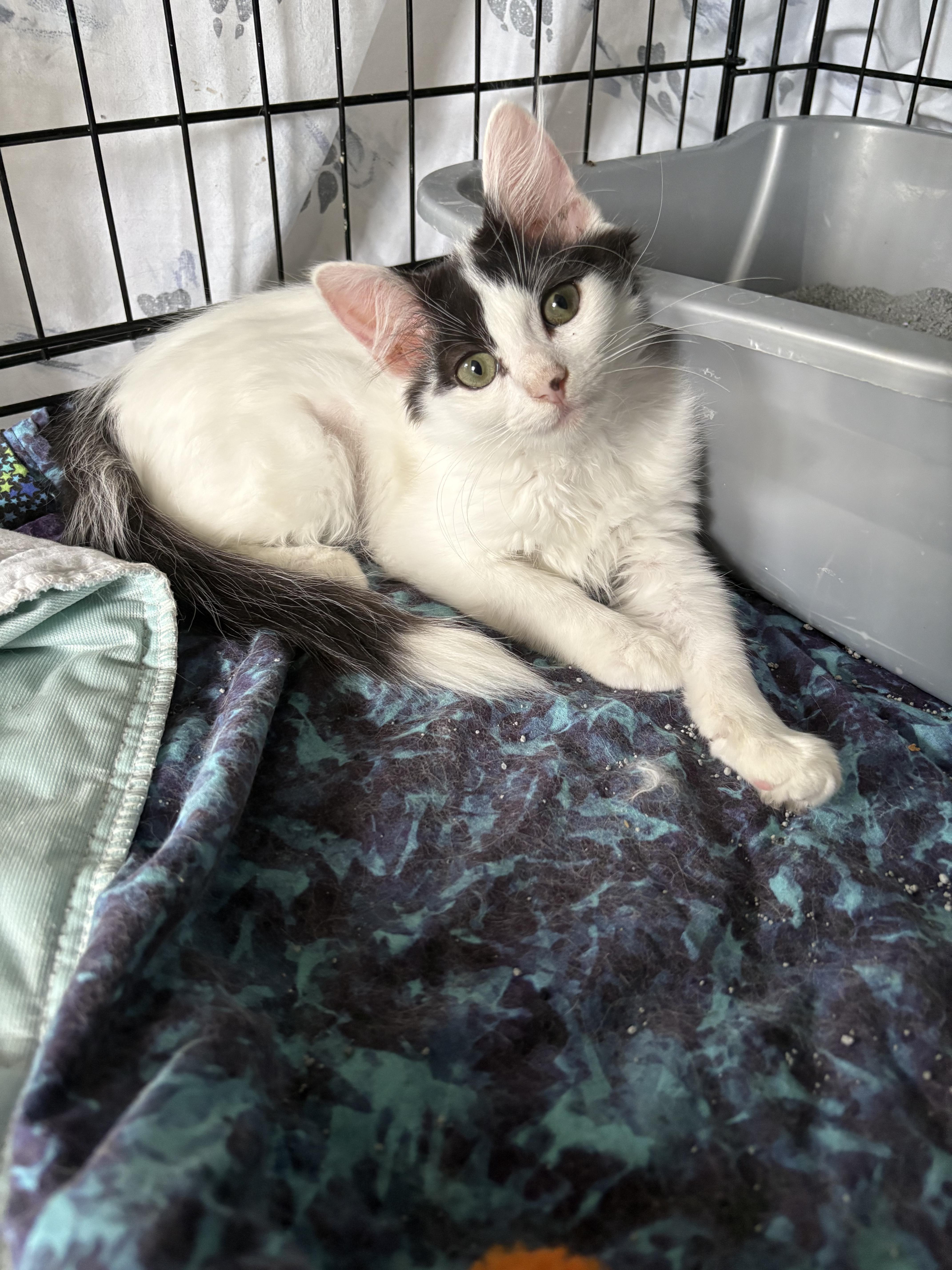 Rose, Adoptable, Young Female Domestic Medium Hair.