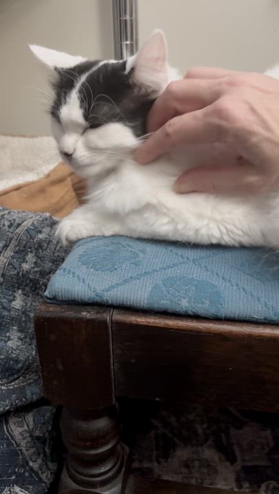 Enlarge Rose, a Adoptable Domestic Medium Hair in Warminster, PA video 2/5