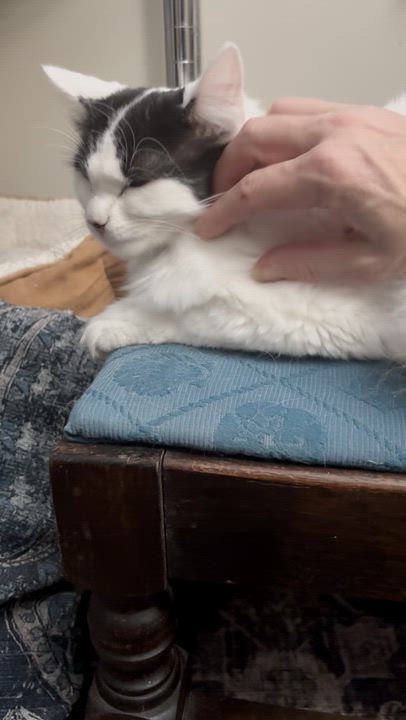 Enlarge Rose, a Adoptable Domestic Medium Hair in Warminster, PA video 3/5