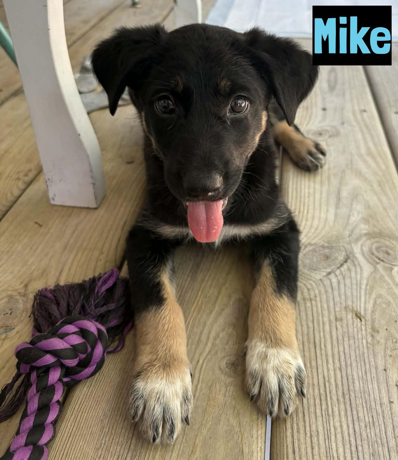 Mike, ADOPTABLE, Puppy Male Shepherd.