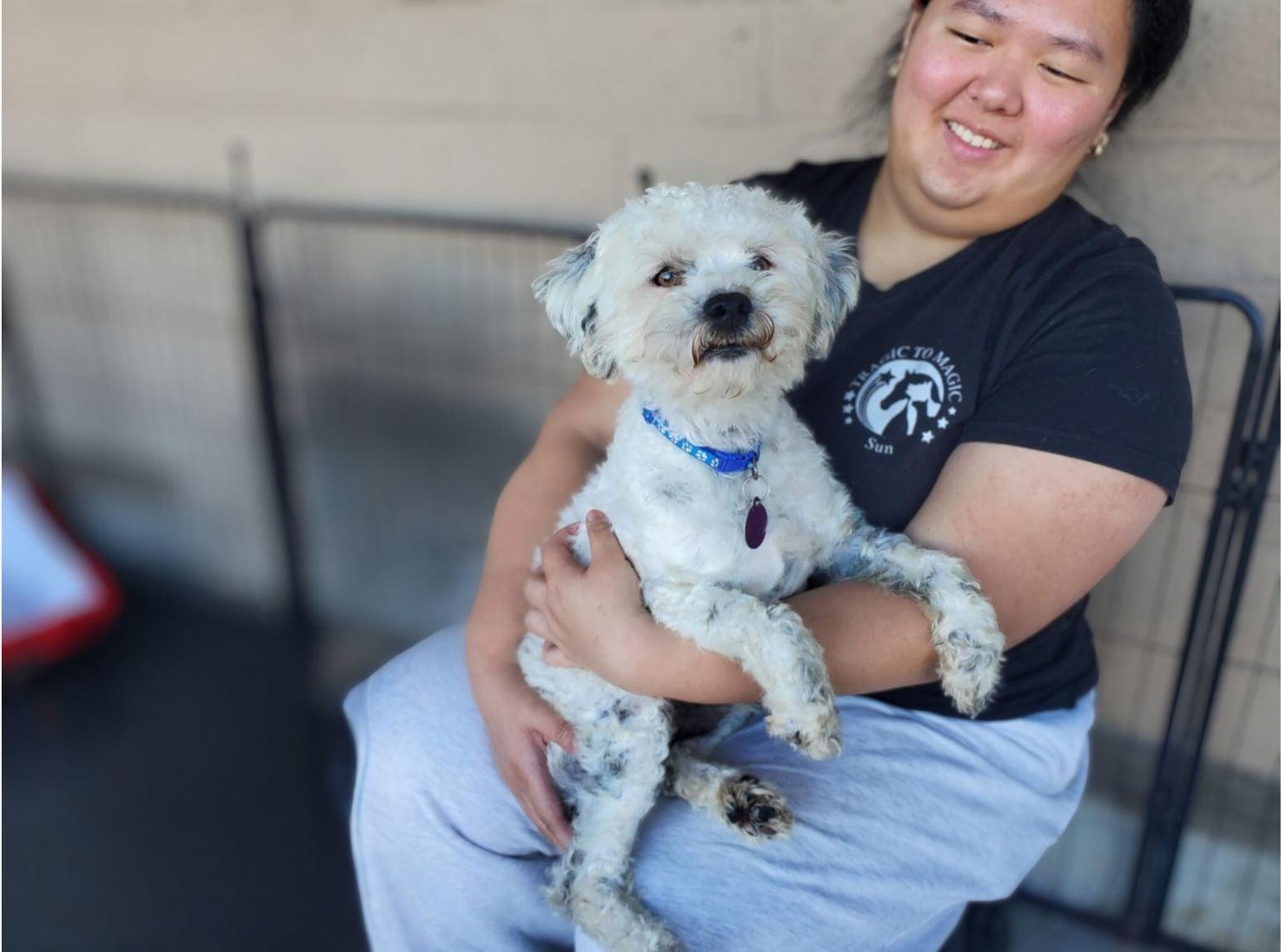 Jacques, a ADOPTABLE Miniature Poodle in Encinitas, CA image 4/6