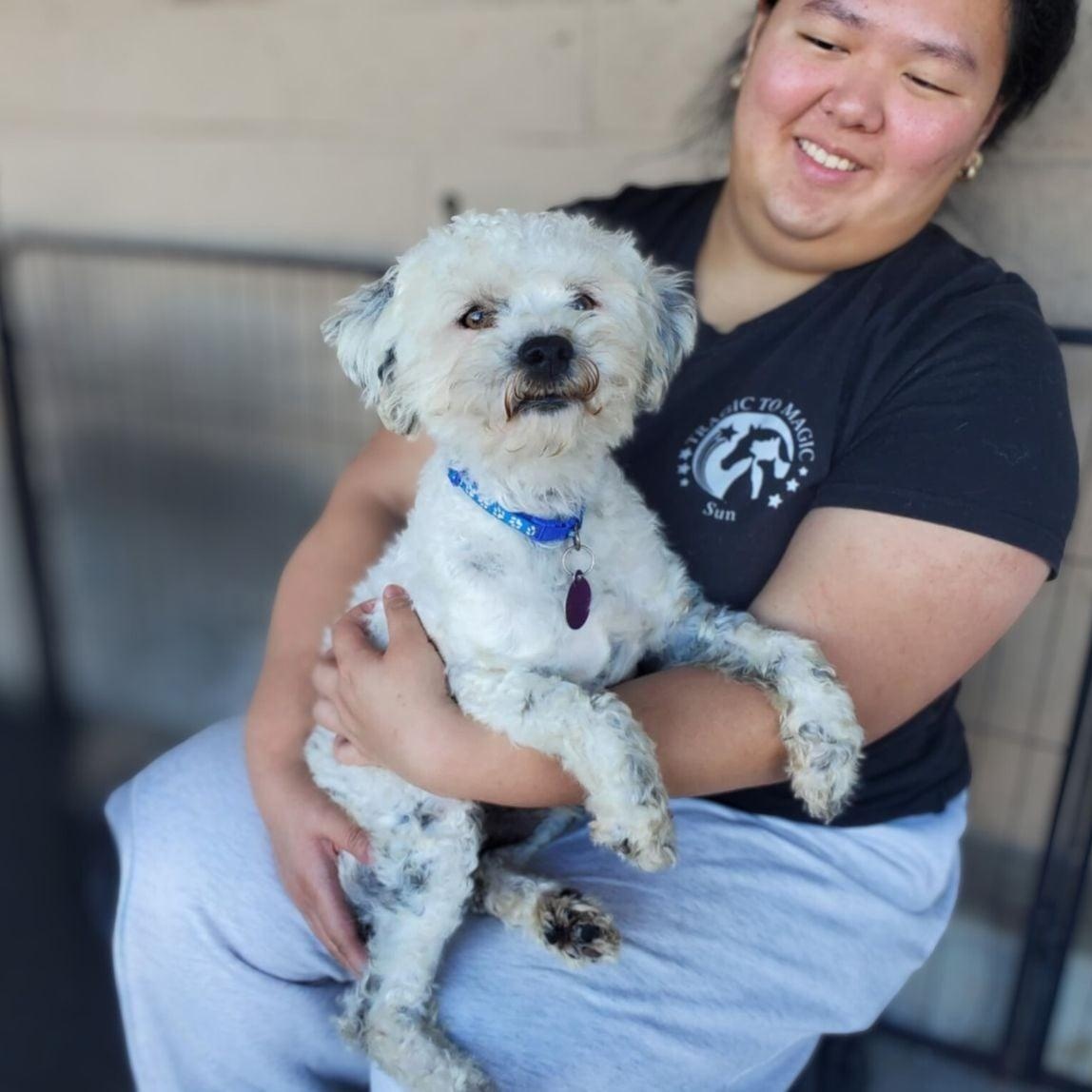 Enlarge Jacques, an adoptable mixed breed in Encinitas, CA image 4/6
