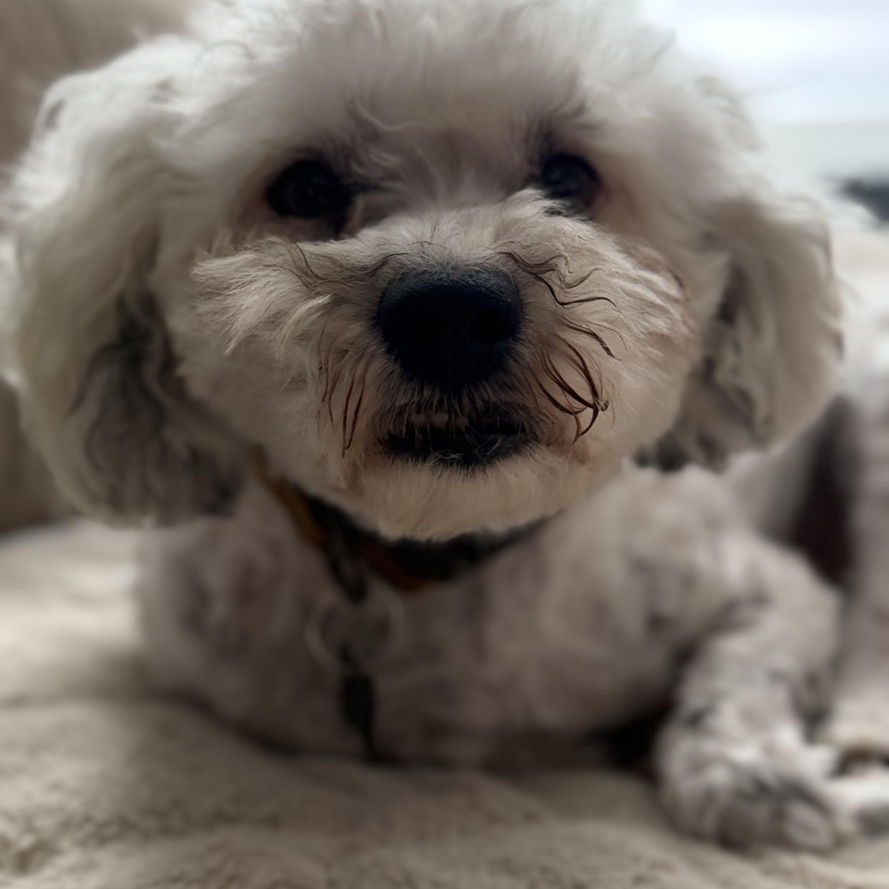 Enlarge Jacques, an adoptable mixed breed in Encinitas, CA image 2/6