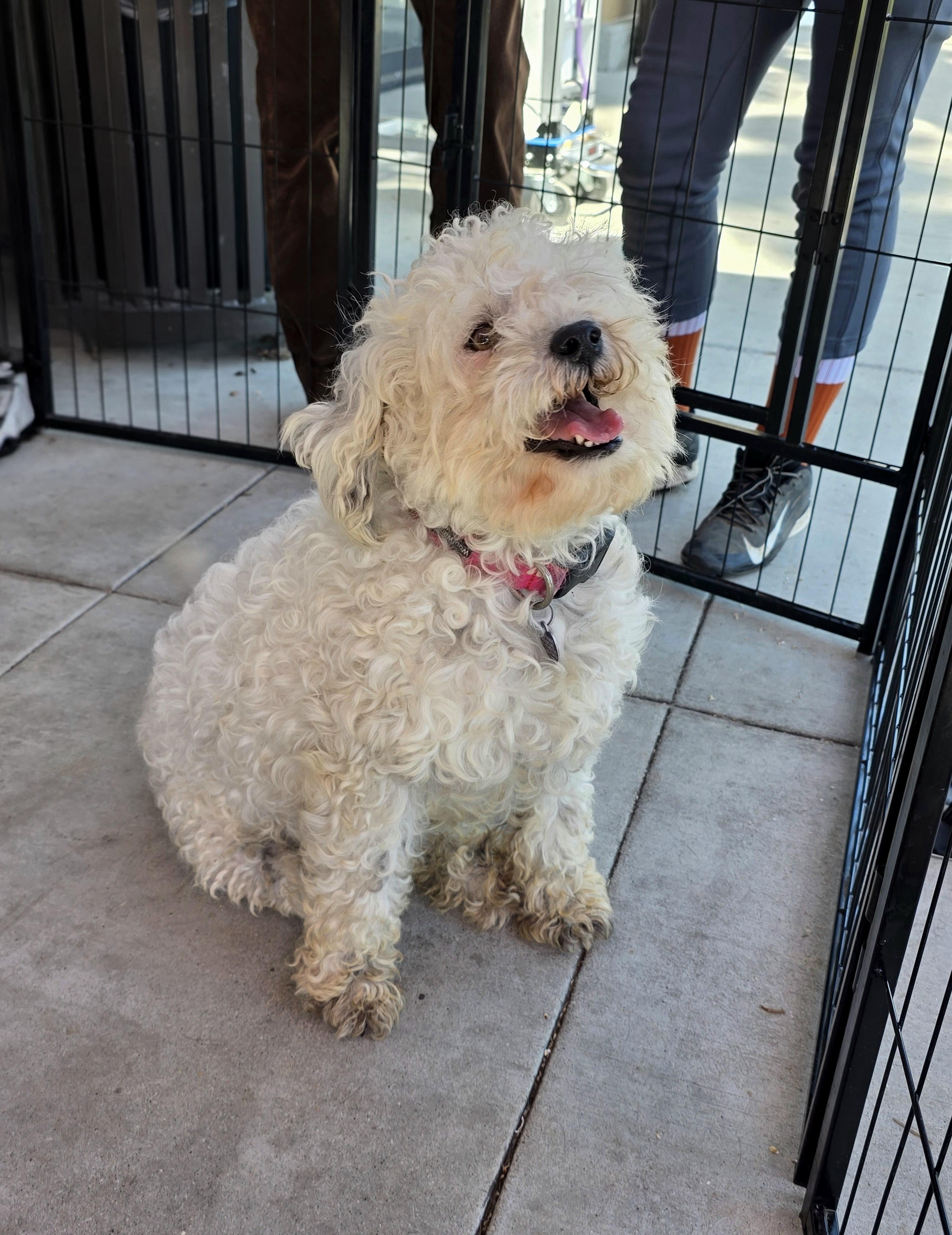 Enlarge Jacques, an adoptable mixed breed in Encinitas, CA image 6/6