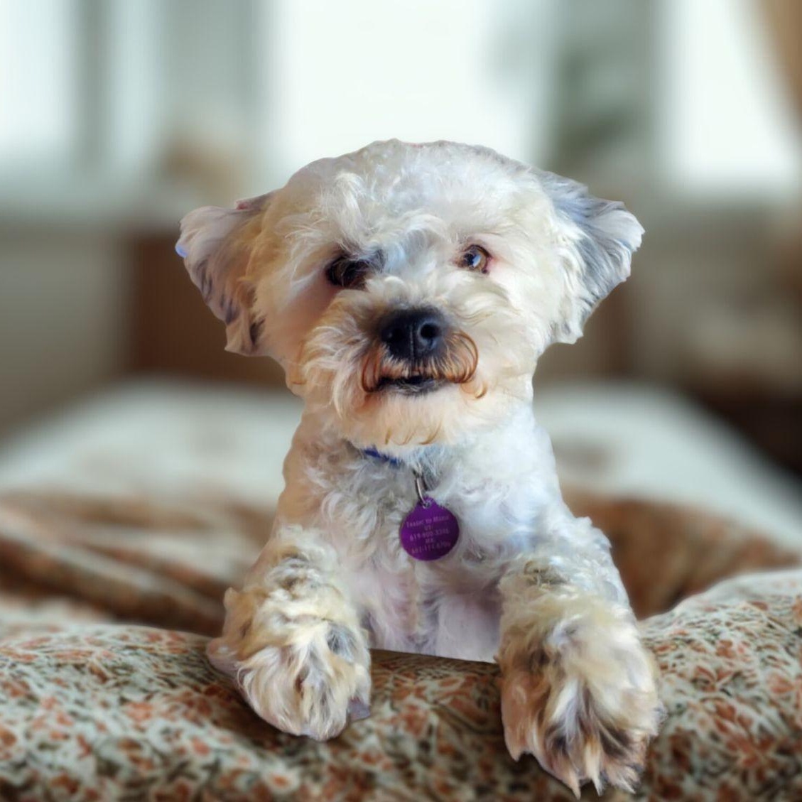 Jacques, a ADOPTABLE Miniature Poodle in Encinitas, CA image 1/6