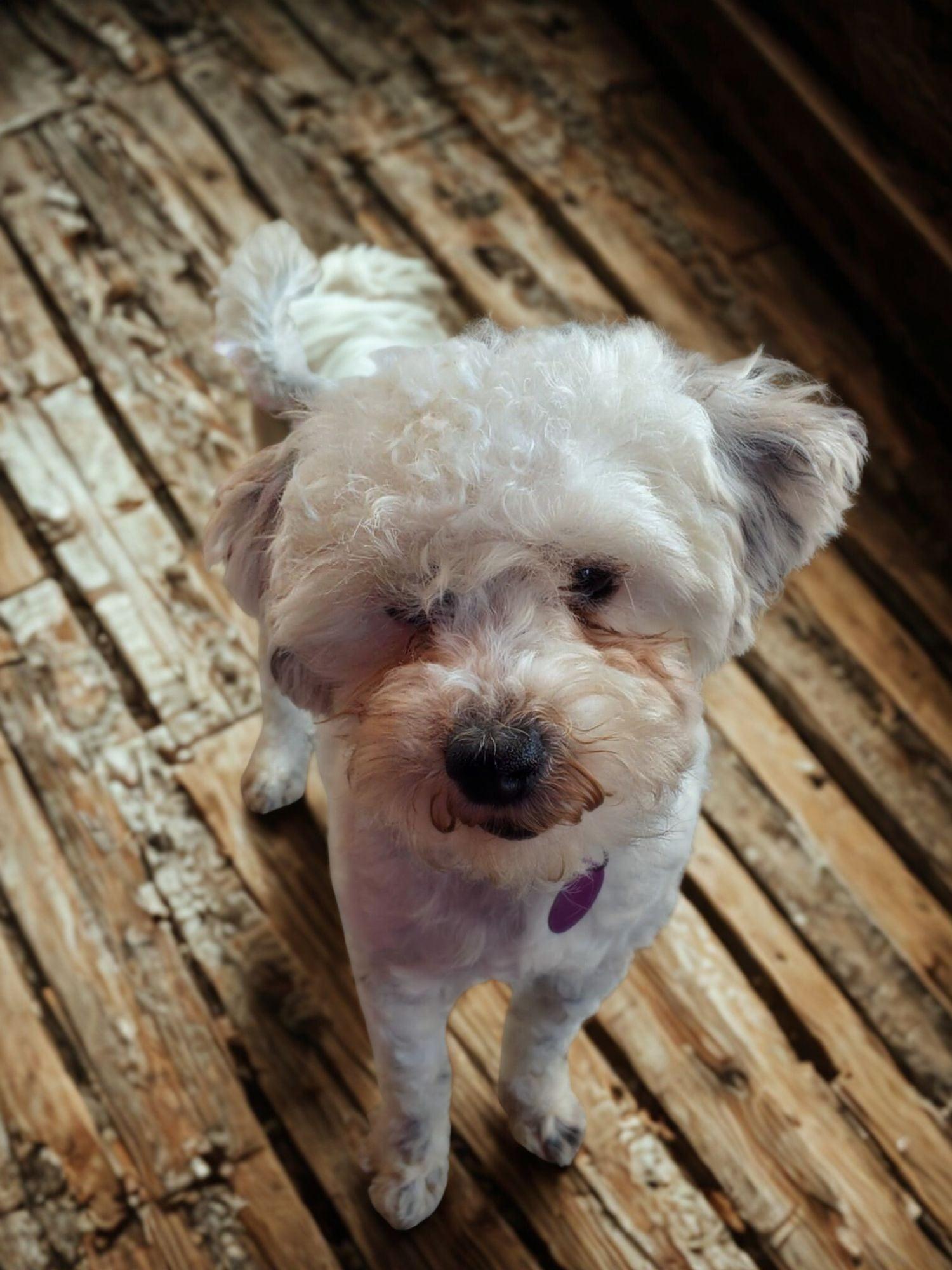 Jacques, a ADOPTABLE Miniature Poodle in Encinitas, CA image 3/6