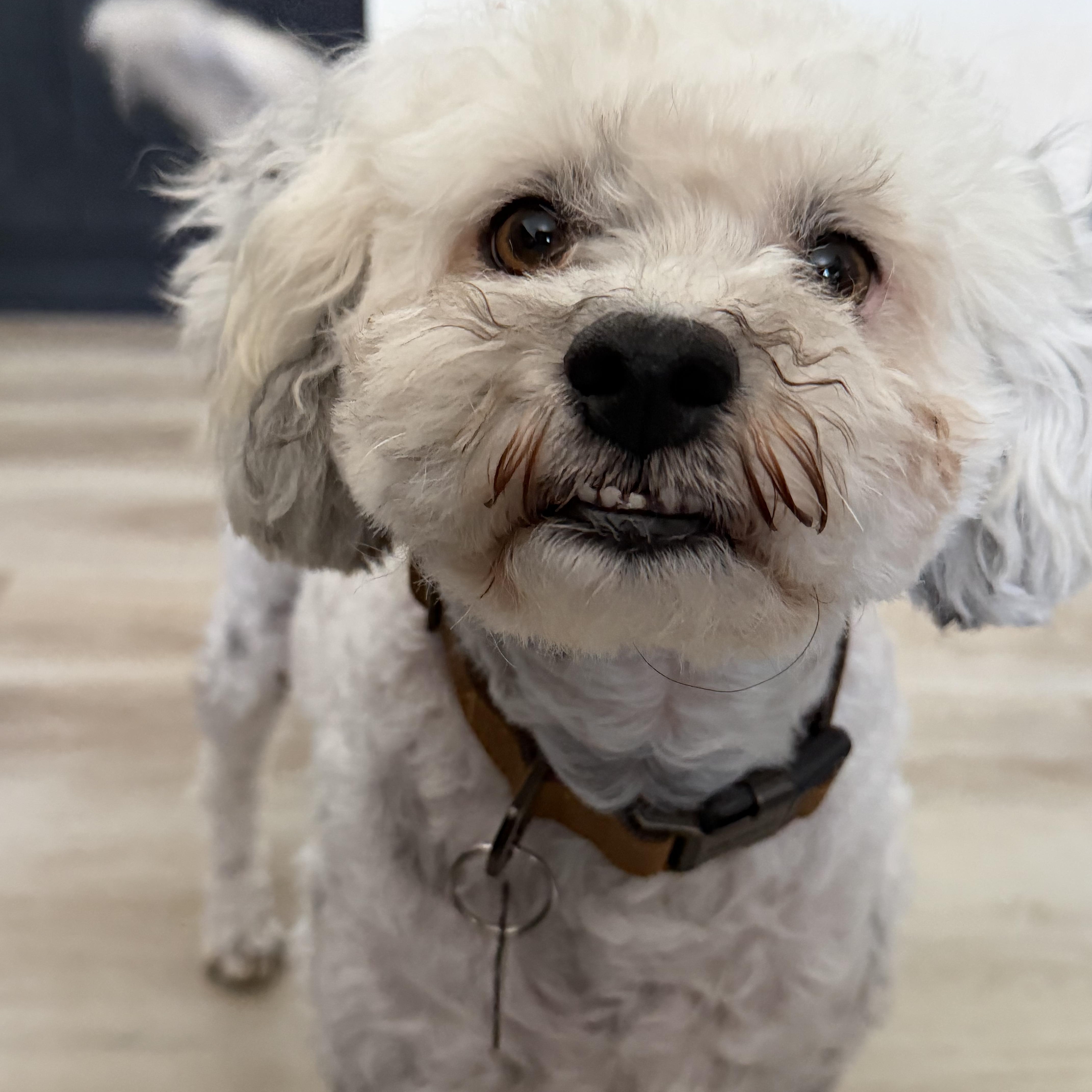 Enlarge Jacques, an adoptable mixed breed in Encinitas, CA image 1/6