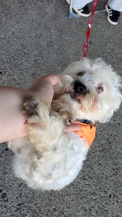 Enlarge Jacques, a ADOPTABLE Miniature Poodle in Encinitas, CA video 6/6