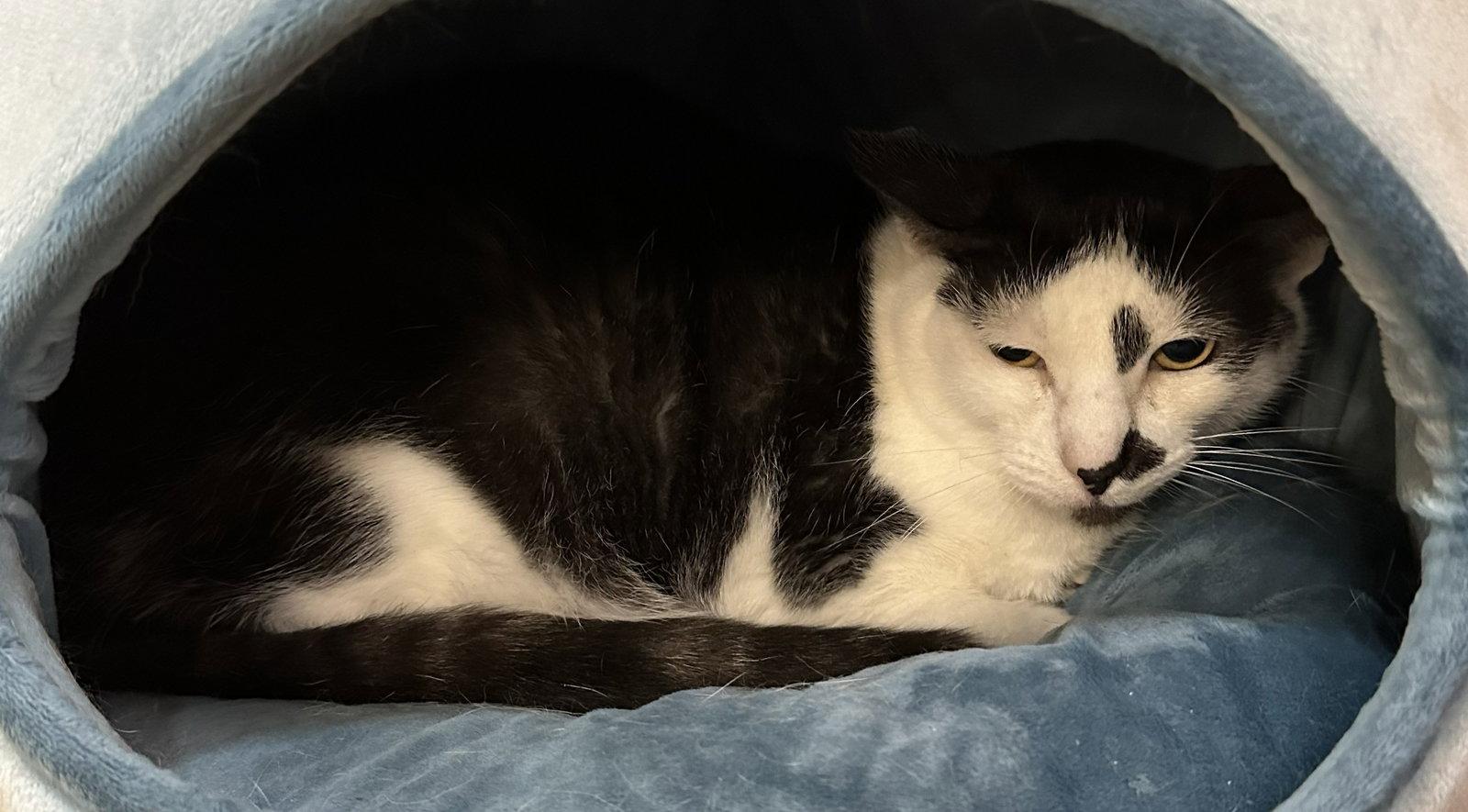 Jack Jack, Adoptable, Senior Male Domestic Short Hair.