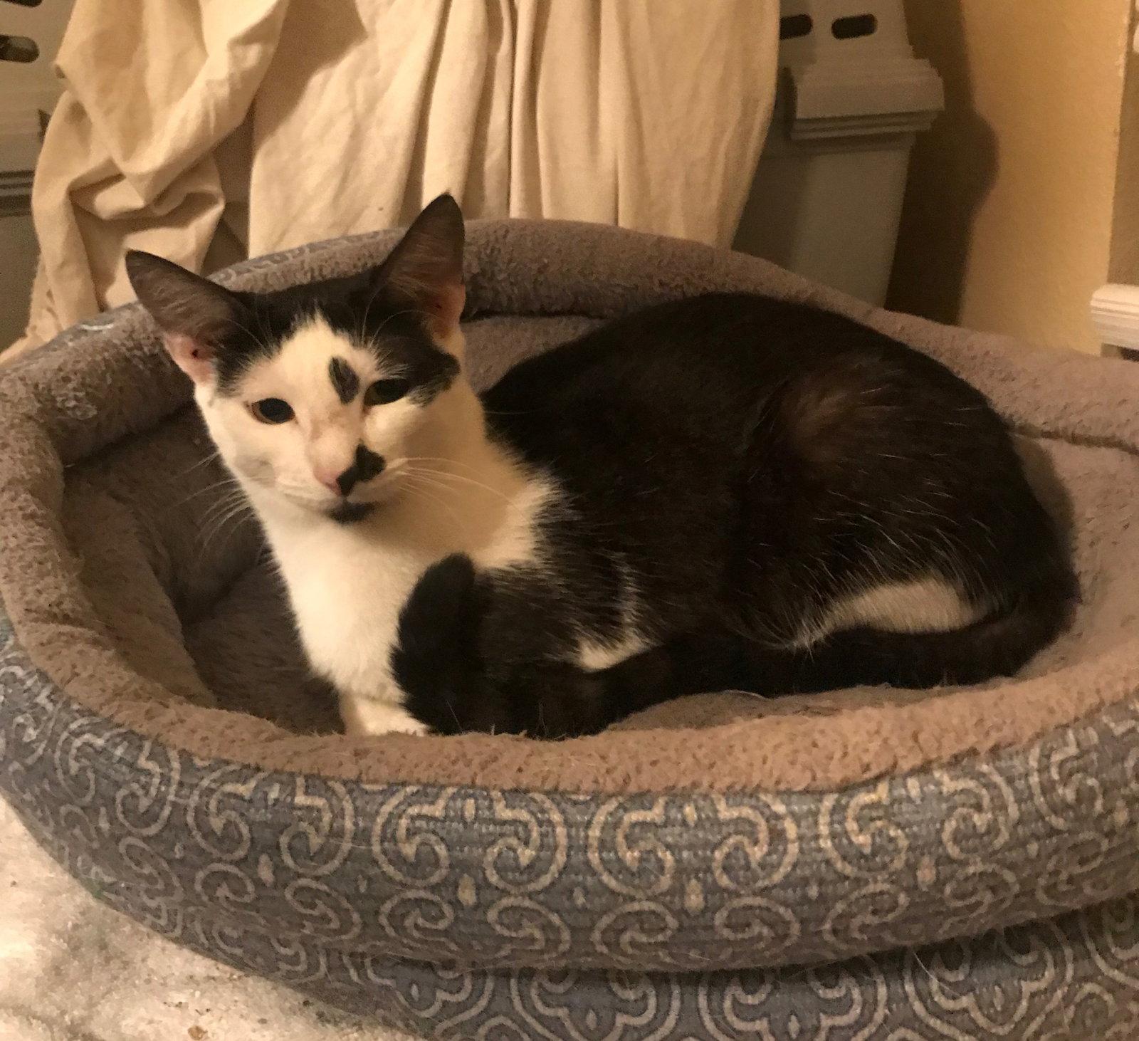Enlarge Jack Jack, a Adoptable Domestic Short Hair in Oviedo, FL image 2/3