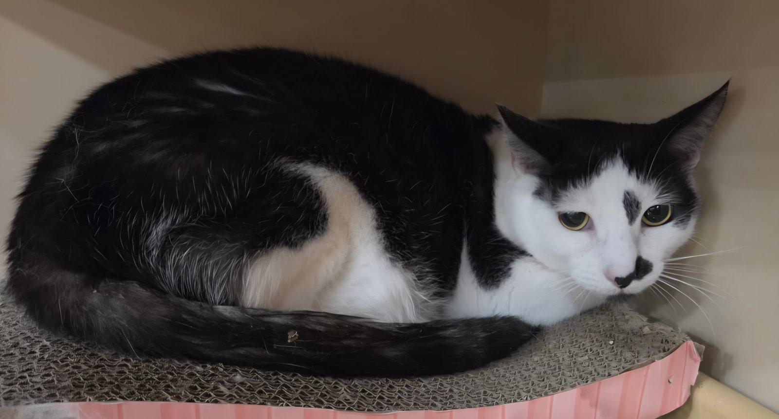 Enlarge Jack Jack, a Adoptable Domestic Short Hair in Oviedo, FL image 3/3