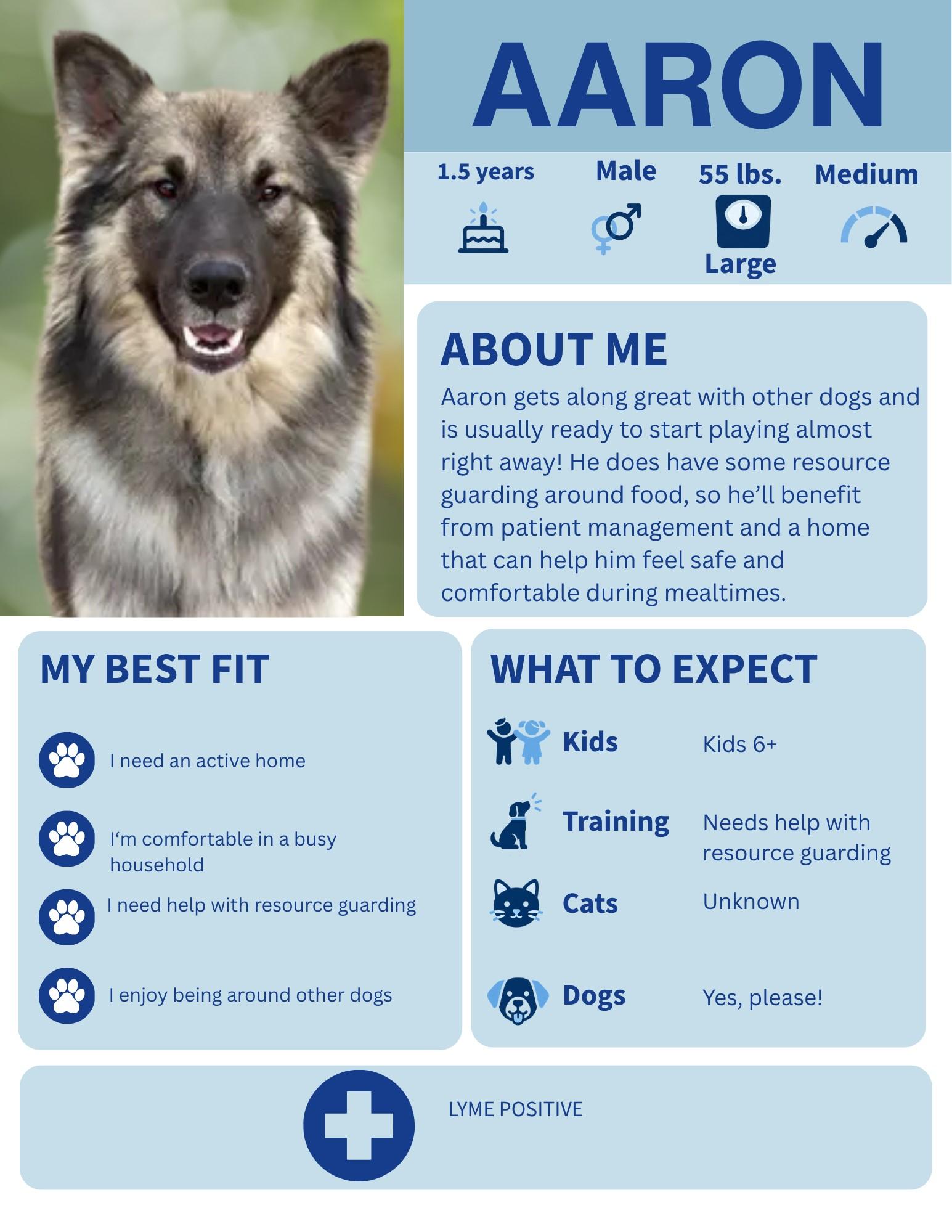 Aaron, Adoptable, Adult Male German Shepherd Dog.