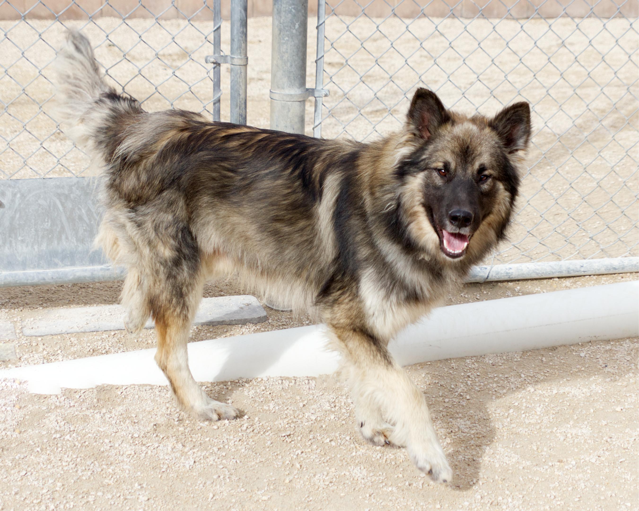 Enlarge Aaron, a Adoptable mixed breed in Winnipeg, MB image 3/4