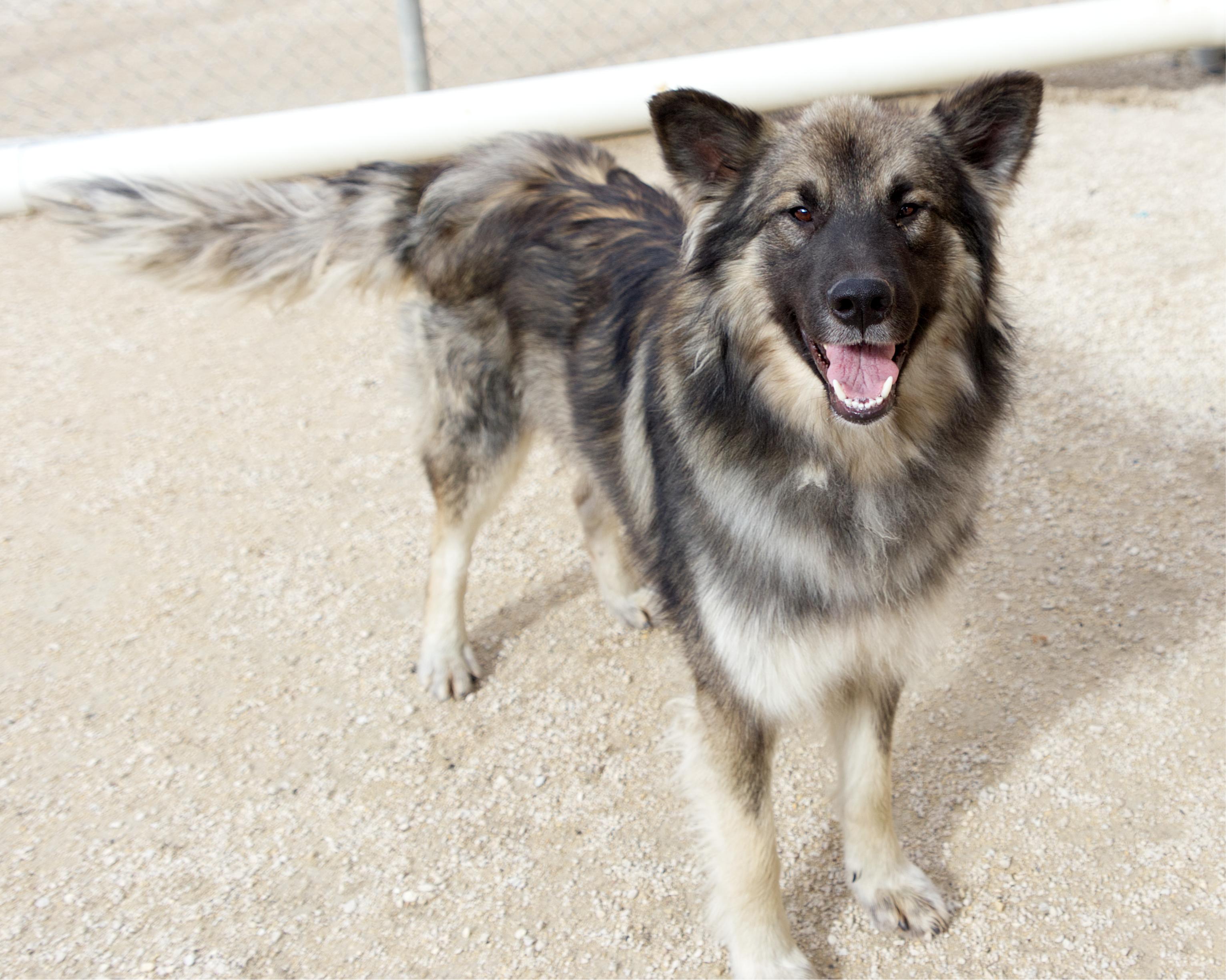 Enlarge Aaron, a Adoptable mixed breed in Winnipeg, MB image 4/4